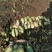 青萝卜0.5斤~2斤起青头多颜色鲜！量大价格从优！