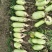 青萝卜0.5斤~2斤起青头多颜色鲜！量大价格从优！