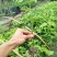 紫香1号百香果苗20~30cm