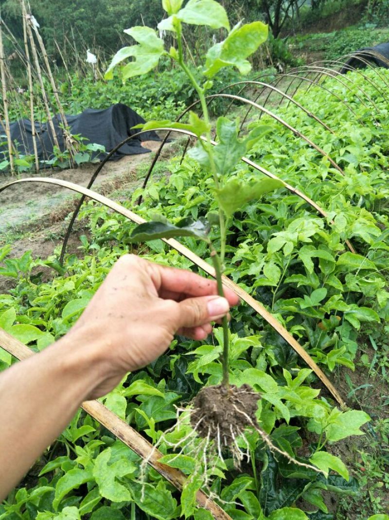 紫香1号百香果苗20~30cm