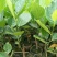 1号菠萝蜜苗稿接树