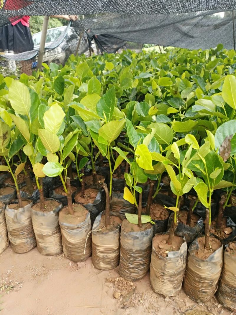 1号菠萝蜜苗稿接树