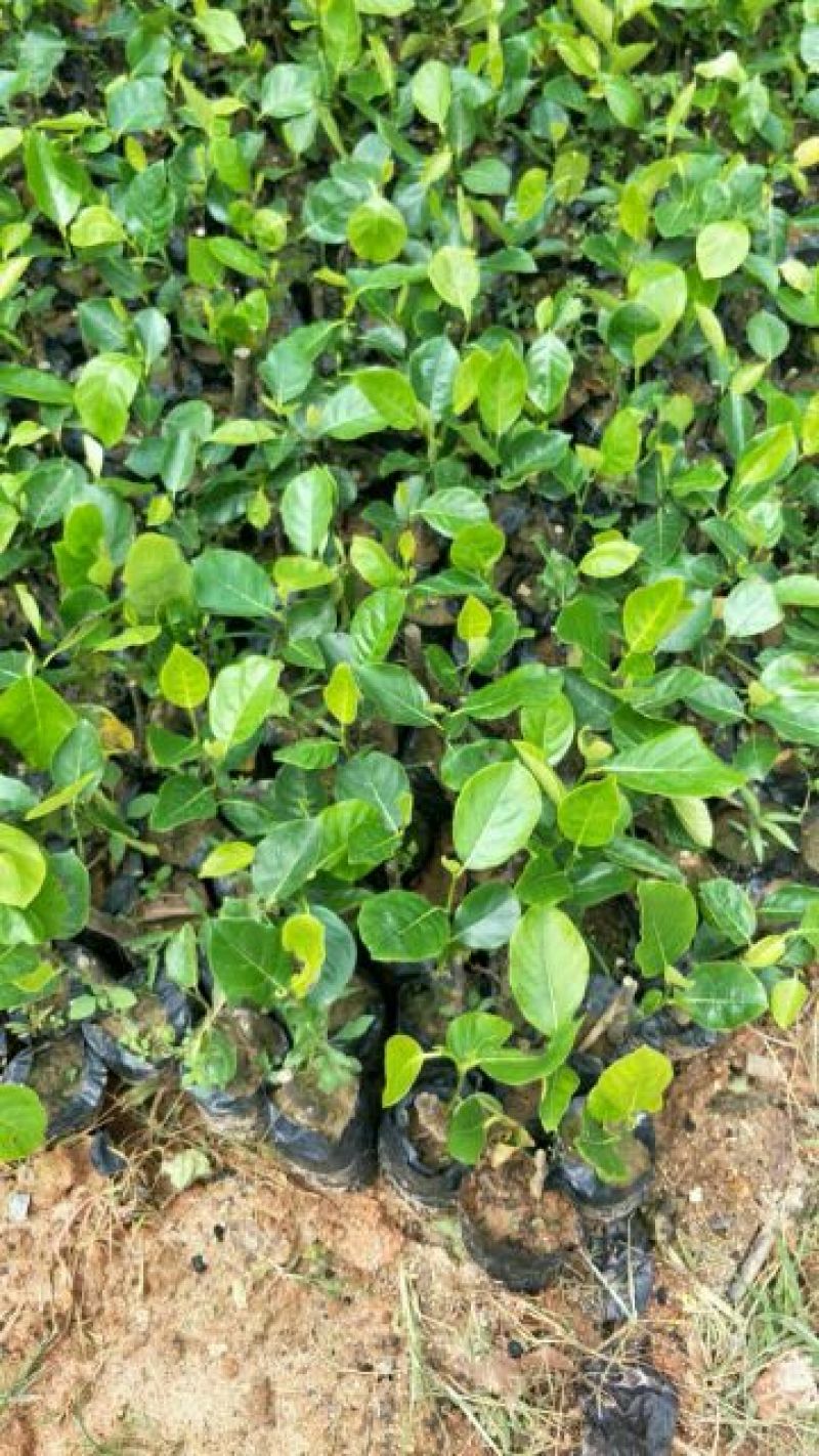 1号菠萝蜜苗稿接树