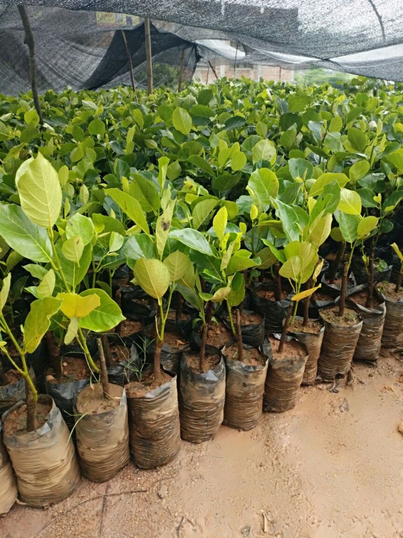 1号菠萝蜜苗稿接树