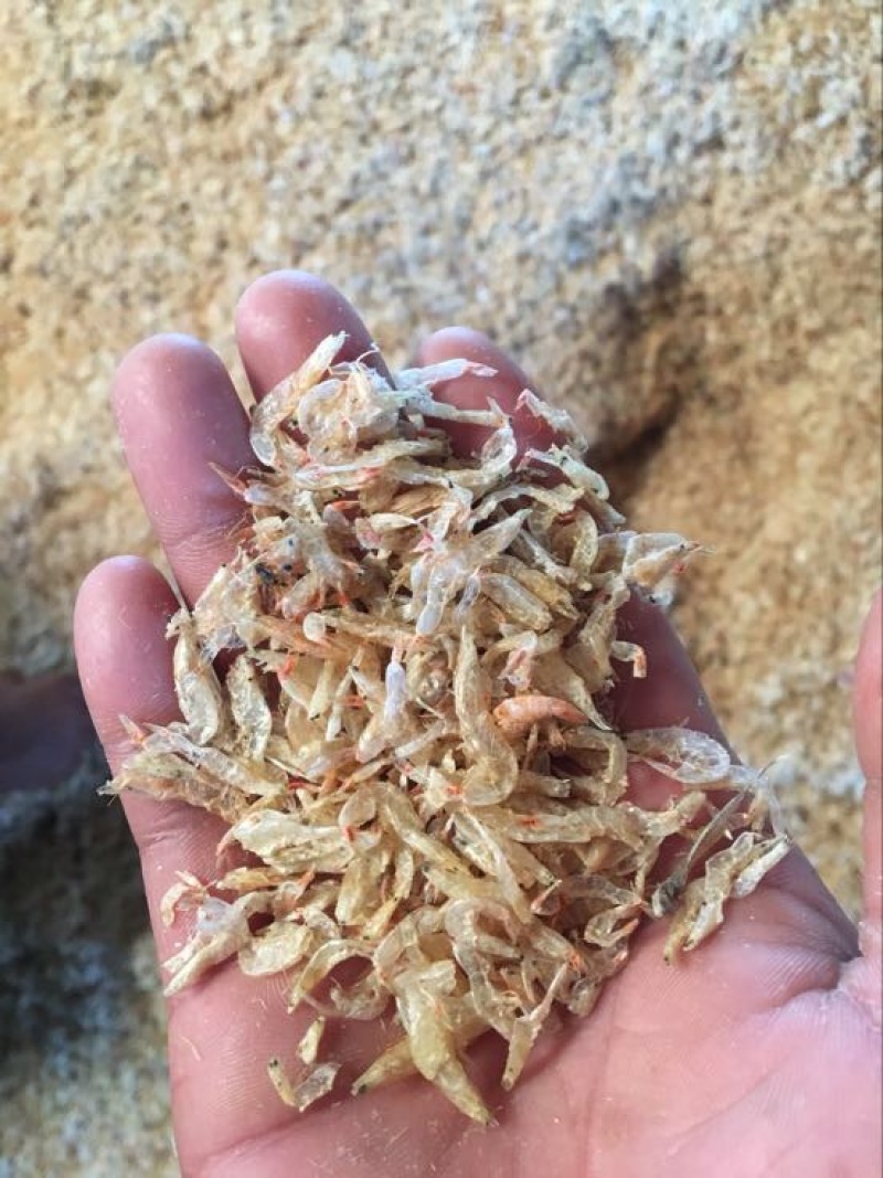 虾皮特级