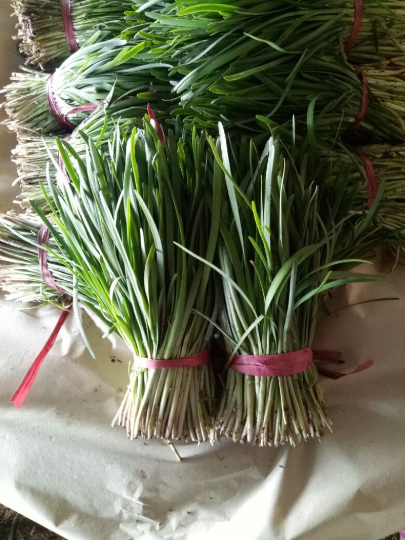 凌海市韭菜大量上市，有专业的装车队伍，一次合作终身