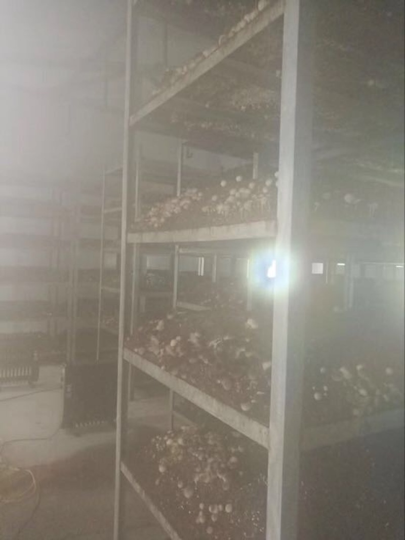 鲜草菇90%一级