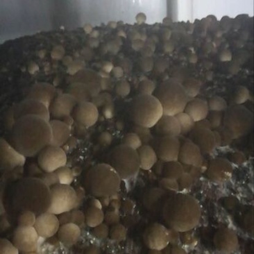 鲜草菇90%一级