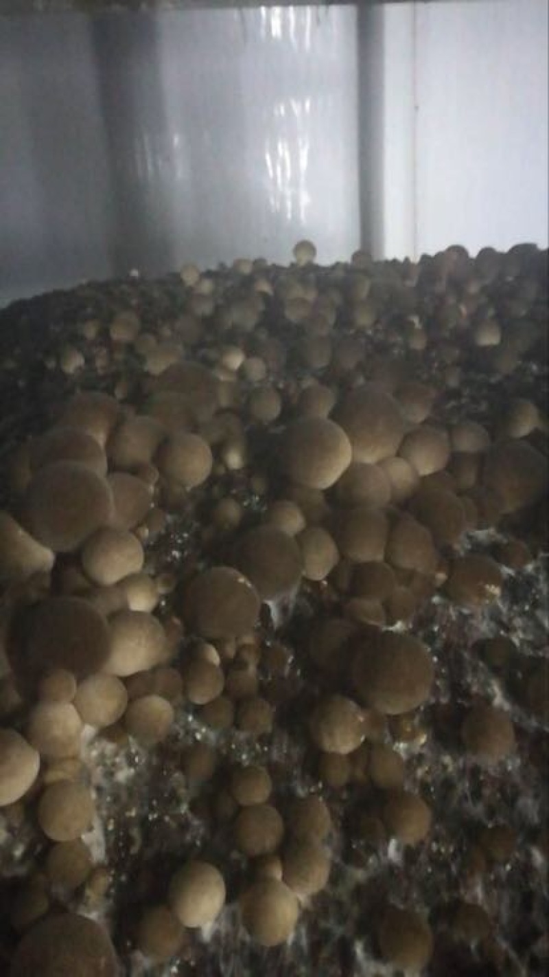 鲜草菇90%一级