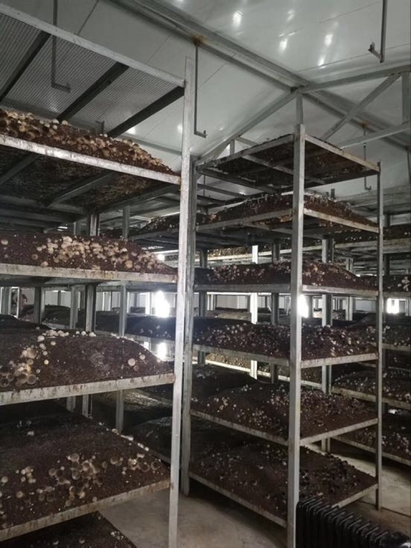 鲜草菇90%一级