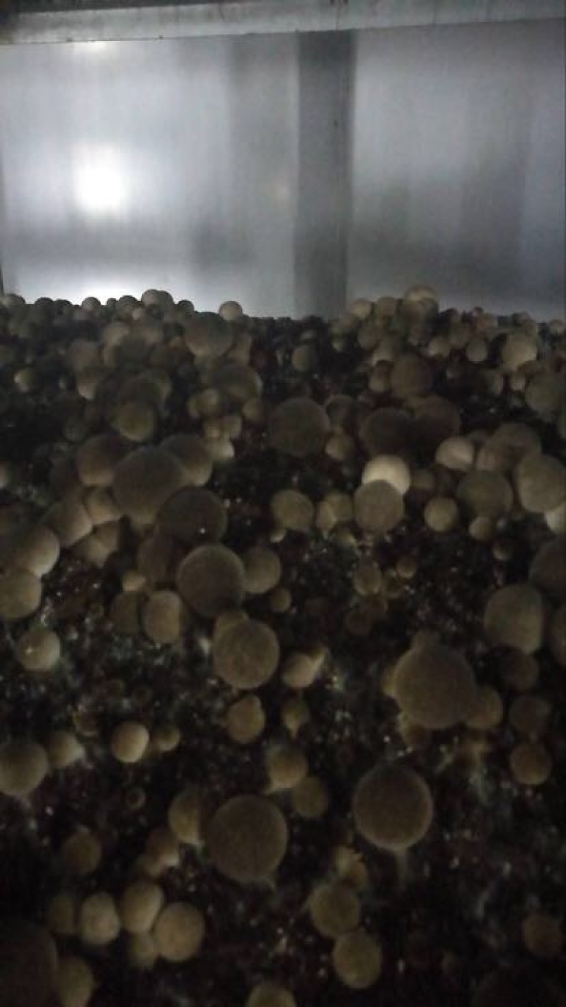 鲜草菇90%一级