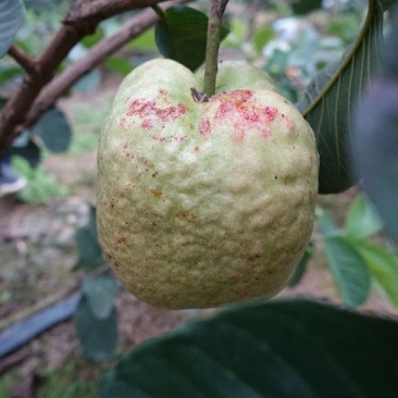 新品种红宝石无籽芭乐苗营养袋发货