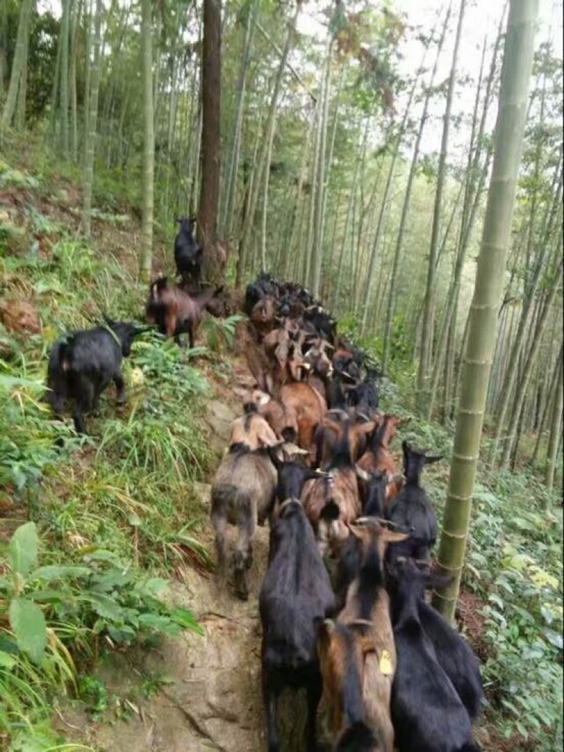 羊肉野羊肉否带骨
