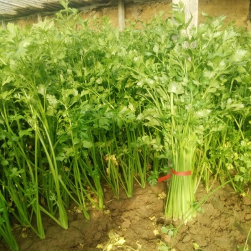 季节热销，细颗西芹，铁杆芹菜60cm以上，上市中