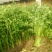 季节热销，细颗西芹，铁杆芹菜60cm以上，上市中