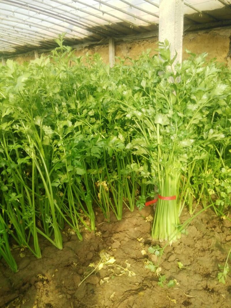 季节热销，细颗西芹，铁杆芹菜60cm以上，上市中