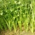 季节热销，细颗西芹，铁杆芹菜60cm以上，上市中
