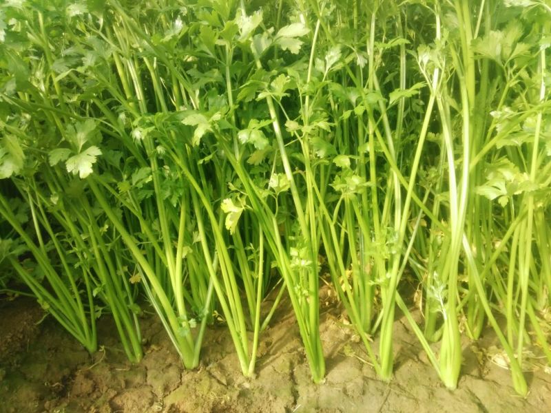 季节热销，细颗西芹，铁杆芹菜60cm以上，上市中