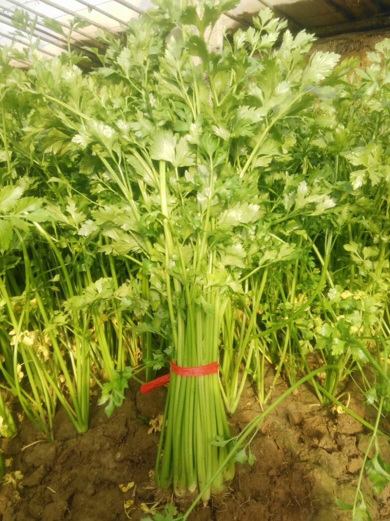 季节热销，细颗西芹，铁杆芹菜60cm以上，上市中
