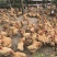 快大三黄鸡苗出壳苗35~45克雄麻鸡苗土鸡苗肉鸡苗