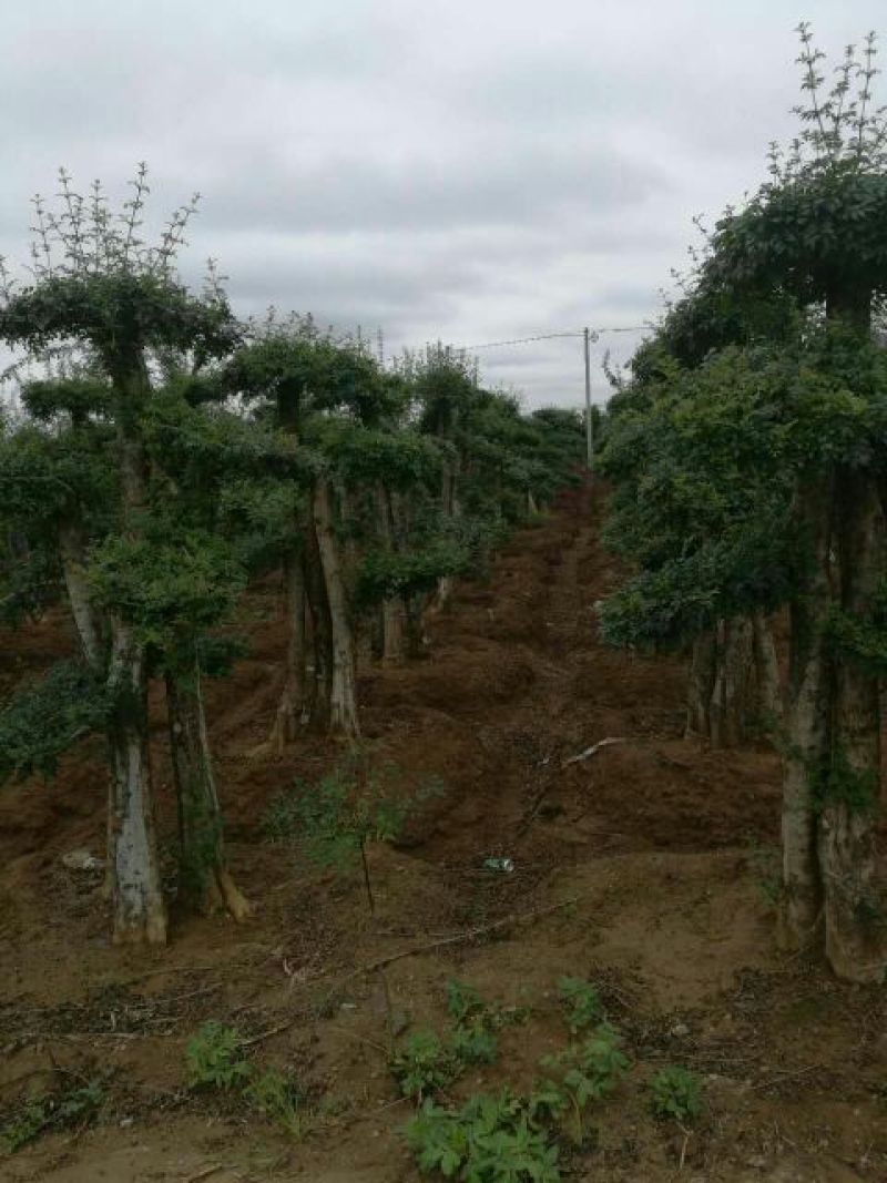 造型树二千株，自育自销)
