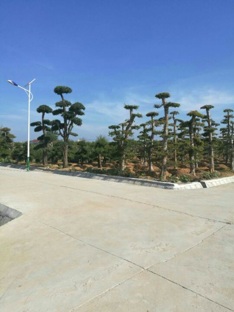 造型树二千株，自育自销)