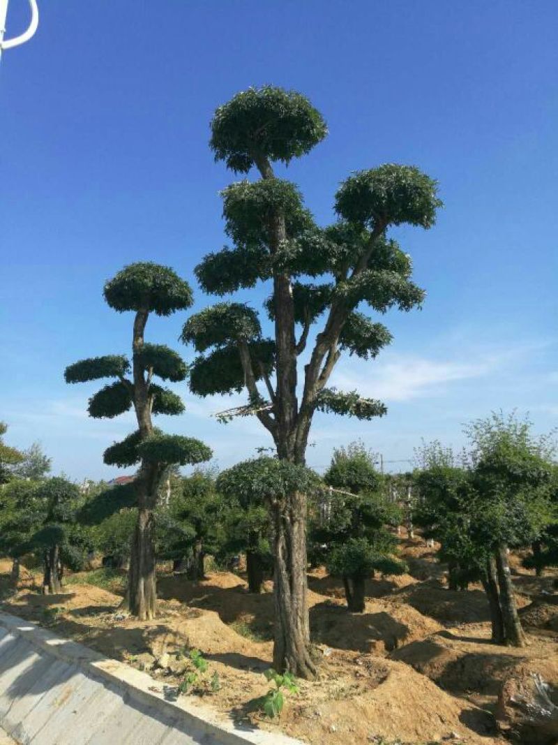造型树二千株，自育自销)