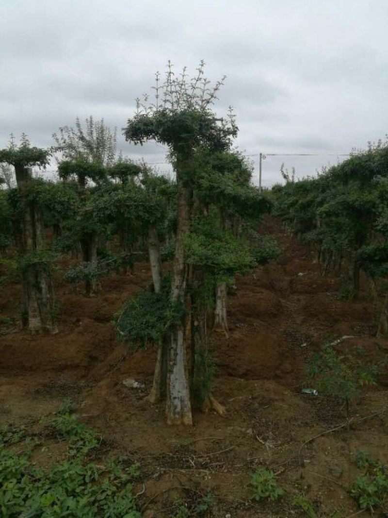 造型树二千株，自育自销)