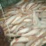 金草鱼1~2.5公斤人工养殖食用活鱼