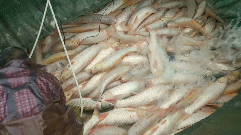 金草鱼1~2.5公斤人工养殖食用活鱼