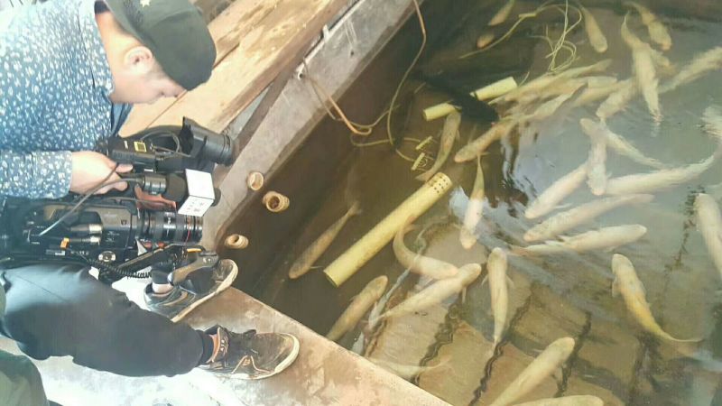 金草鱼1~2.5公斤人工养殖食用活鱼