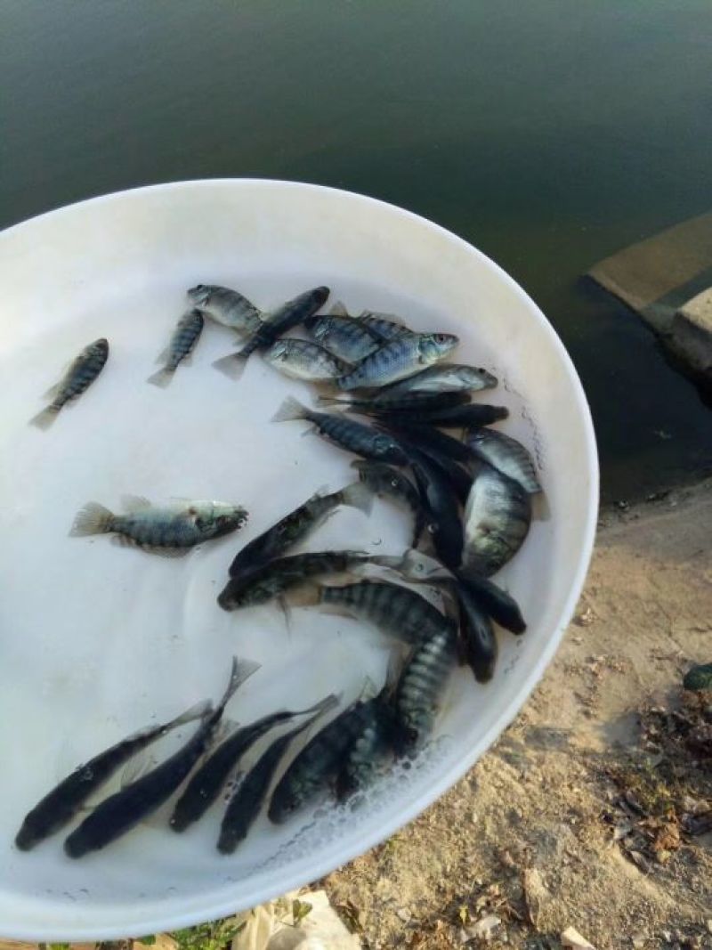 吉富罗非鱼活鱼