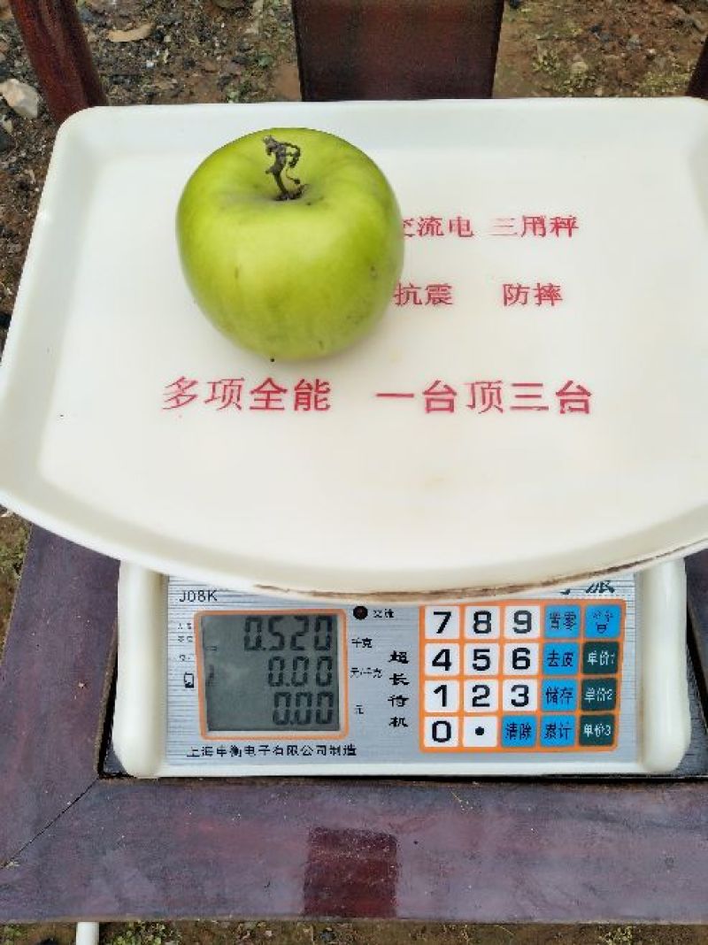台湾大青枣苗现挖现发苗圃直供可视频看货80~110cm