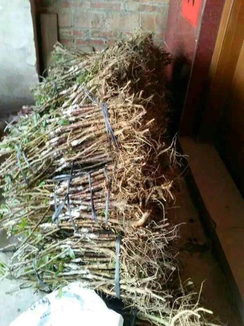 台湾大青枣苗现挖现发苗圃直供可视频看货80~110cm