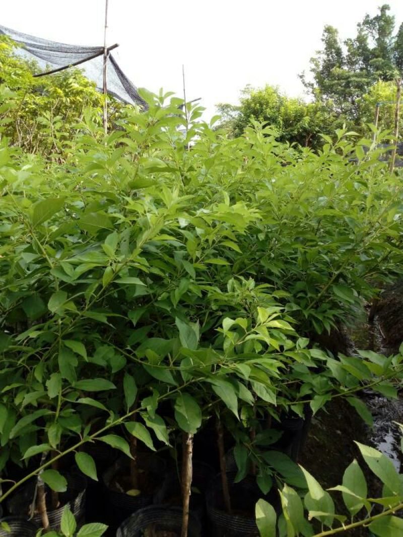 李子树苗50~100cm，早李，双华李，脆李等