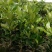 红心蜜柚苗0.8~1cm0.5~0.8m