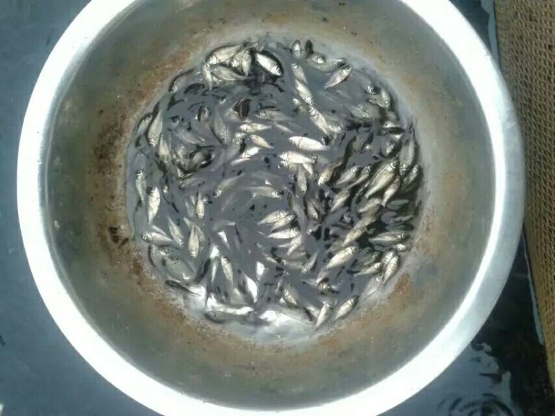 鲫鱼苗