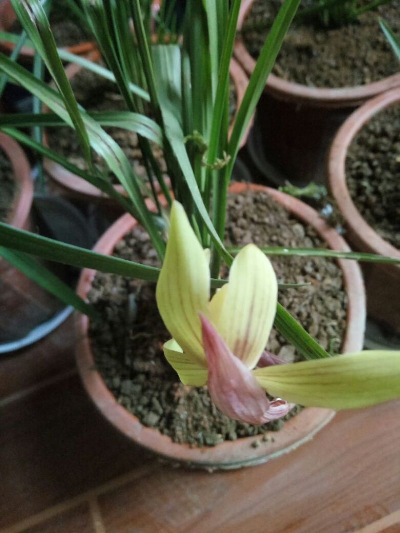 兰花不含盆