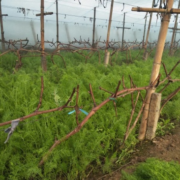 茴香苗河北省邢台市蔬菜精品大量优质茴香苗上市价格便宜