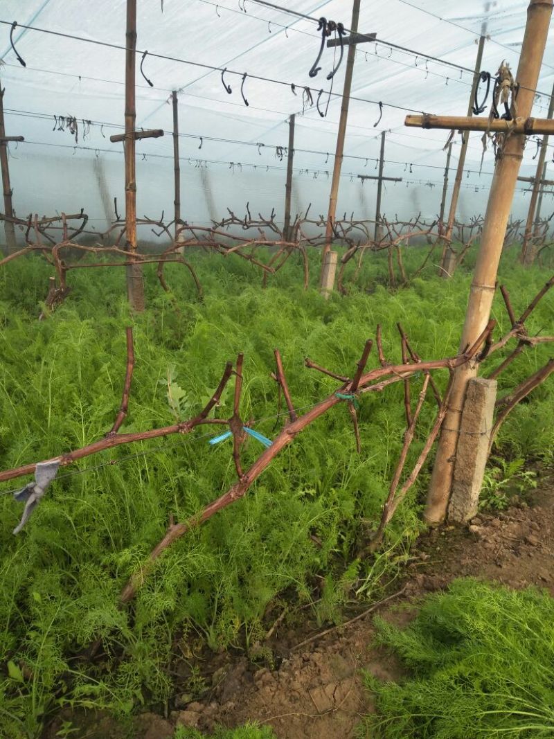 茴香苗河北省邢台市蔬菜精品大量优质茴香苗上市价格便宜