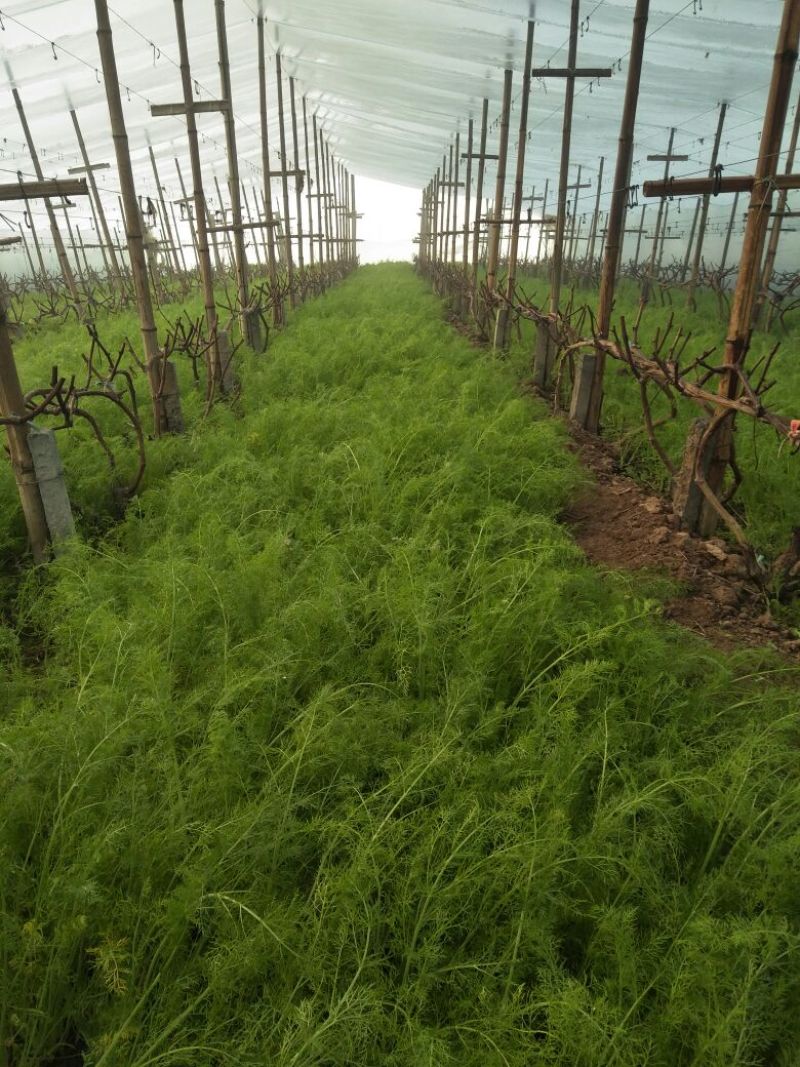 茴香苗河北省邢台市蔬菜精品大量优质茴香苗上市价格便宜