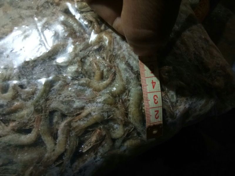 河虾冻虾26~30只/kg另有活河虾各种规格都有