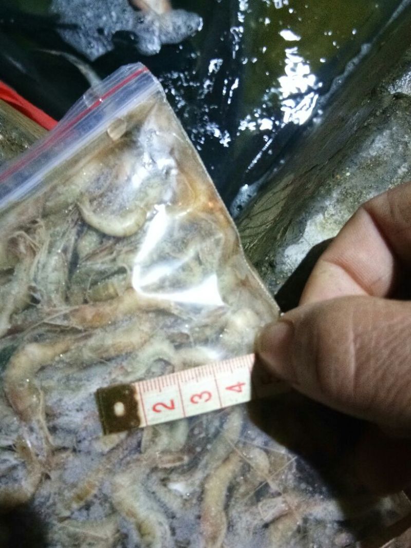 河虾冻虾26~30只/kg另有活河虾各种规格都有