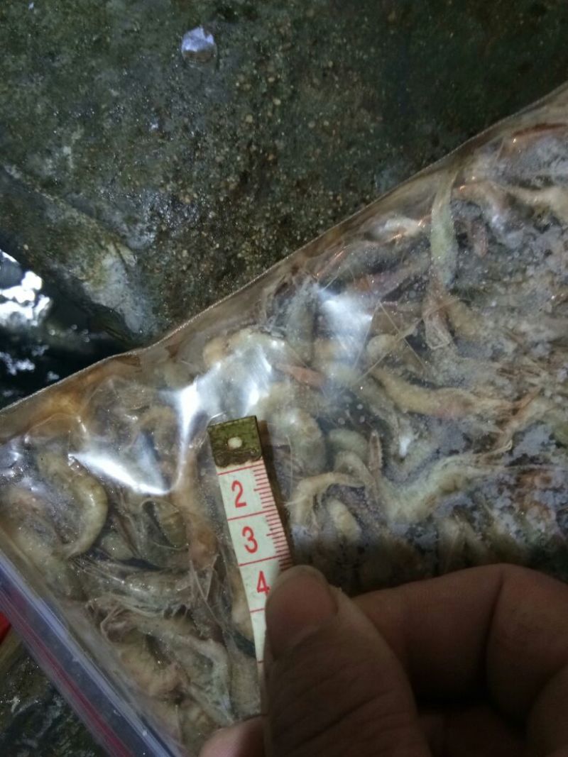 河虾冻虾26~30只/kg另有活河虾各种规格都有