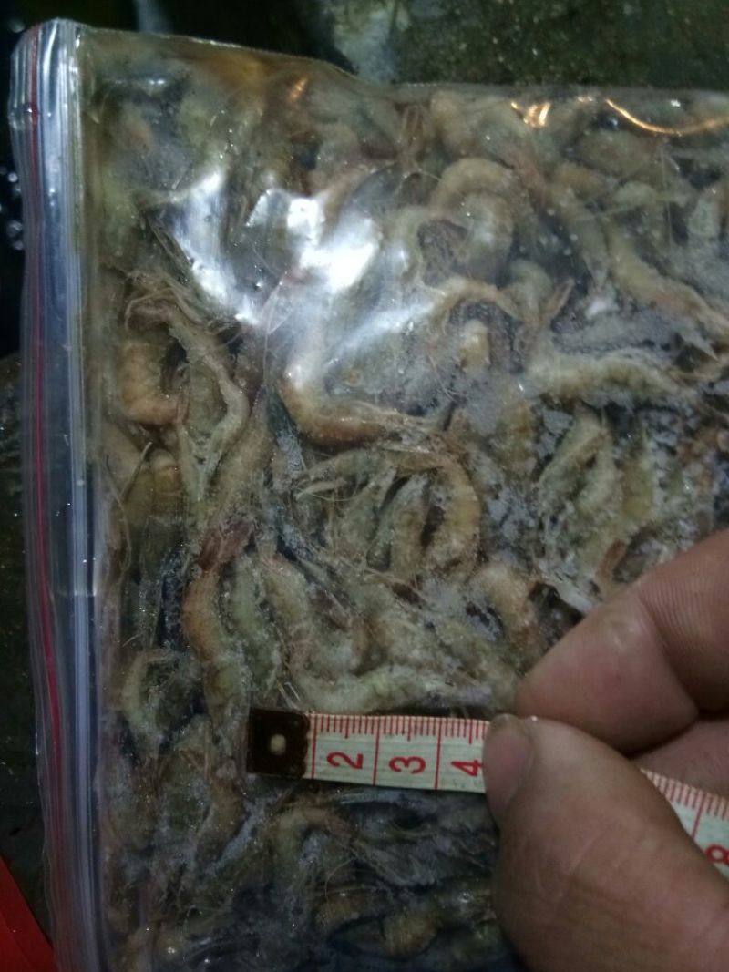 河虾冻虾26~30只/kg另有活河虾各种规格都有