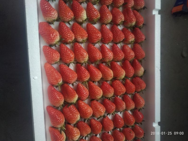 甜宝草莓30~40克