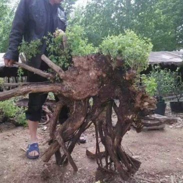 黄荊疙瘩盆景