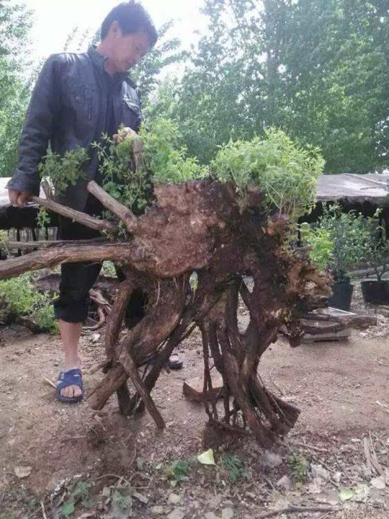 黄荊疙瘩盆景