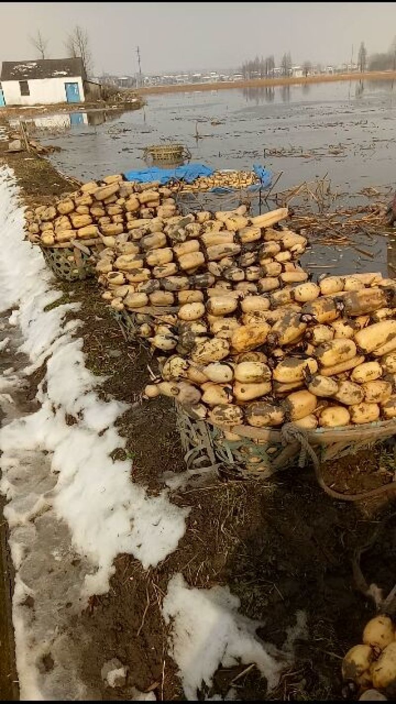 莲藕37359~11厘米10~15厘米以上