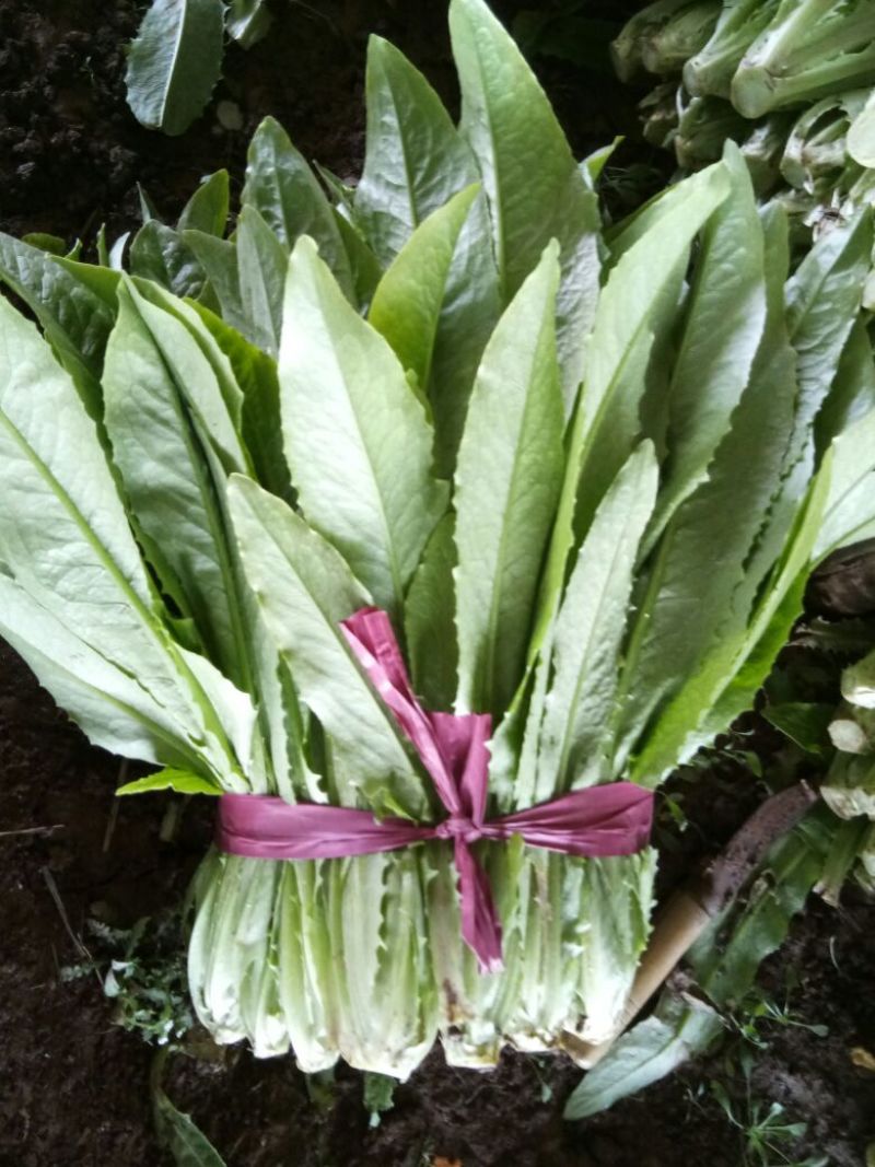 油麦菜30~35cm以上精品